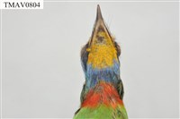 五色鳥藏品圖，第10張